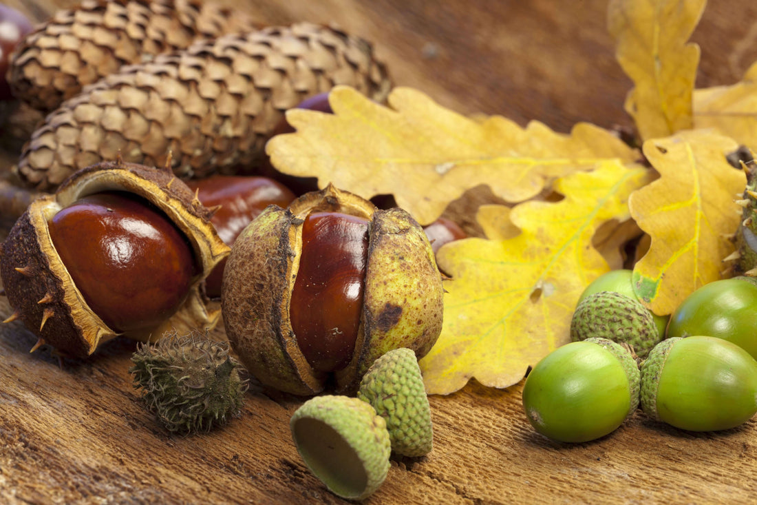 Go nuts for things to do