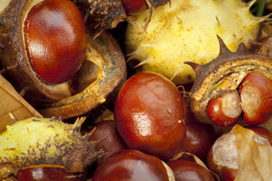 Bonkers over Conkers
