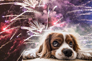 Dogs and fireworks - top tips to keep calm